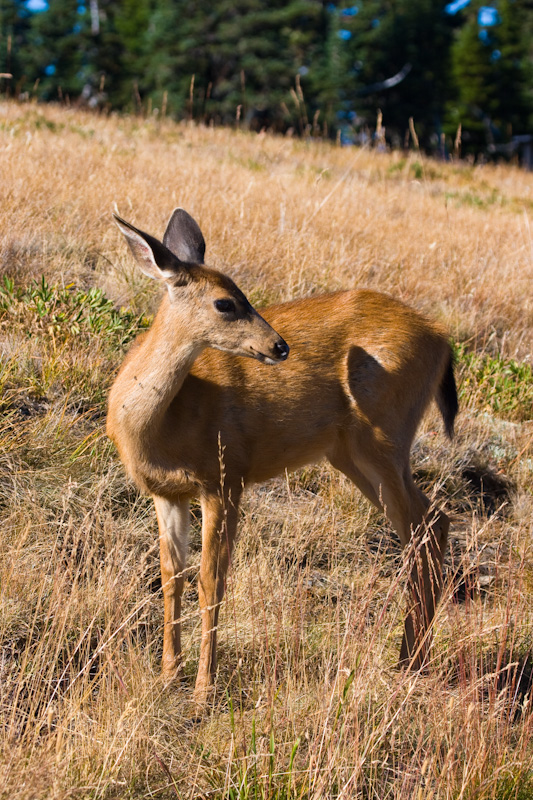 Mule Deer